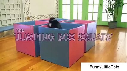 Funny Video Cat Fails - Cat exercise video - Hilarious