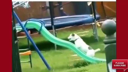 New Funniest Video 2017  Best Funny Videos Ever - Top 10 Crazy Funny Videos  Try Not to Lauh