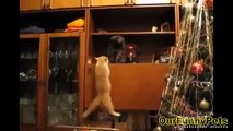 Funny Videos 2015   Funny Vines Cats   Funny fails Cats Videos   Funny Cat Videos   Cool Crazy Cats (3)