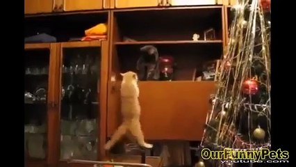 Funny Videos 2015   Funny Vines Cats   Funny fails Cats Videos   Funny Cat Videos   Cool Crazy Cats (3)