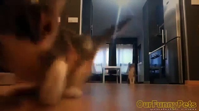 Funny Videos 2015 Funny Vines Cats Funny fails Cats Videos Funny Cat Videos Cool Crazy Cats