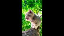 Cute kittens  | adorable kittens meawing 