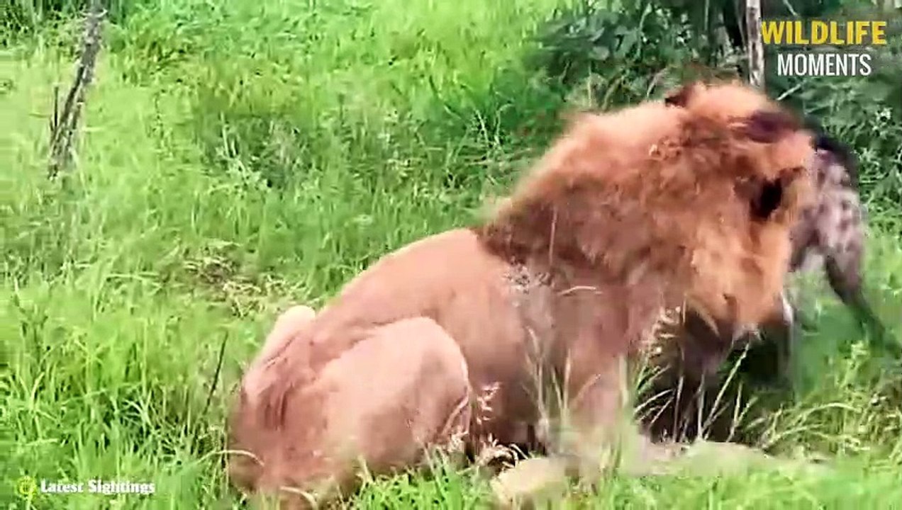 45 Epic Moments Lion Brutally Attacked Hyena @swagwildlifemoments
