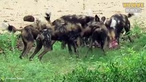 45 Epic Moments Hyena Vs Wild Dog Vs Lion Caught On Camera - Wildlife Moments