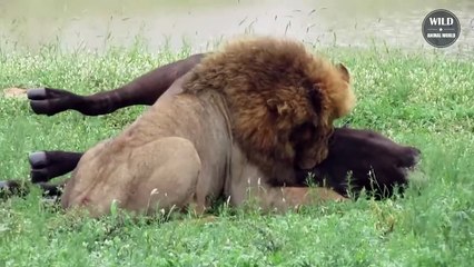 10 Crazy Moments Lion Hunting Prey