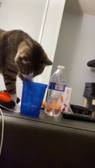 Thirsty Kitty Gets a Cup Stuck on His Head