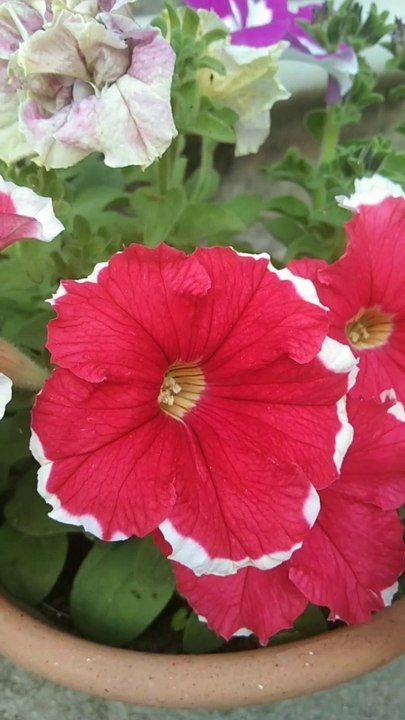 Petunia Flower | Different color of Petunia in one pot