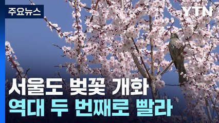 [날씨] 서울도 벚꽃 개화...윤중로 상황은? / YTN