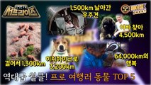 [HOT] A travel story of animals you never imagined!, 신비한TV 서프라이즈 230326