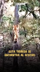 Gran velocidad: Leopardo trepa a un árbol para escapar de las garras de una malhumorada #tigresa