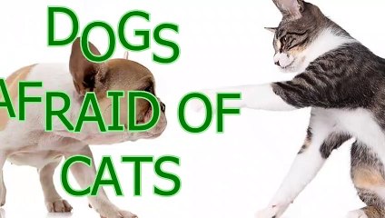 Dogs scared of cats   Funny animal compilation