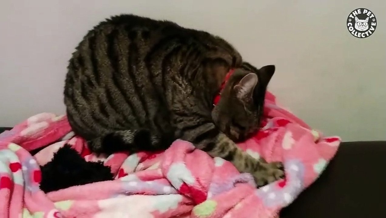 Quirky Pets   Funny Pet Compilation