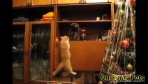 Funny Videos 2015   Funny Vines Cats   Funny fails Cats Videos   Funny Cat Videos   Cool Crazy Cats