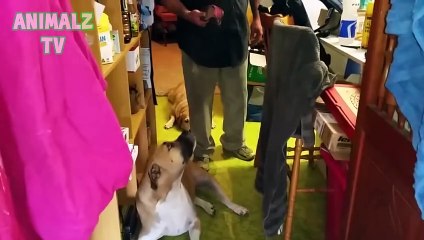 Funny Guilty Dogs Who Are Sorry Compilation 2016 [Only NEW HD Videos]