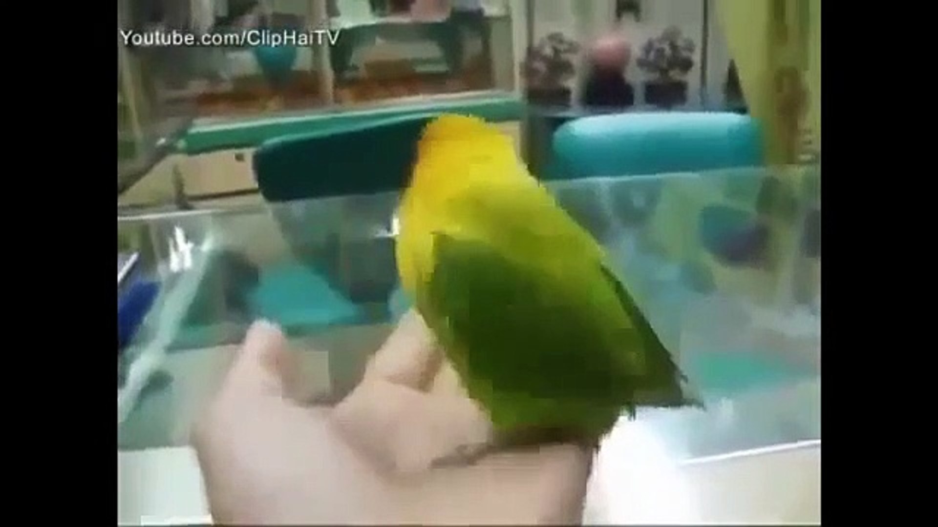 Funny animals videos and Funny animal pictures, funny animals 2015