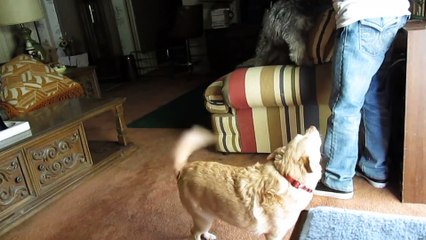 Funny Jealous Dogs Compilation - Dogs Need Love Too!