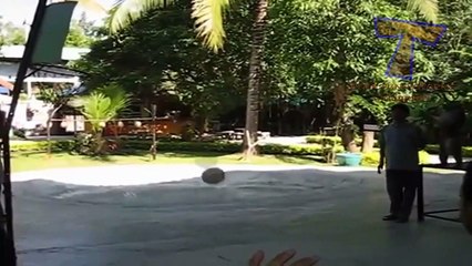 Funny animals playing sports - Cute animal compilation (2)