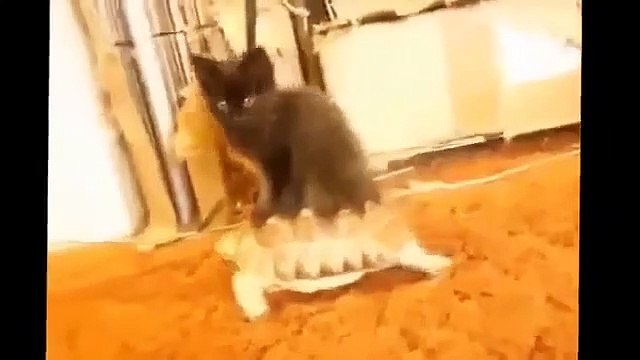 FUNNY ANIMAL VODEOS COMPILATION 2014