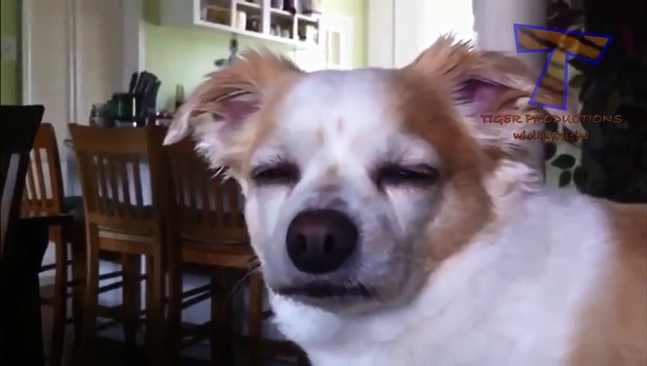 Cats and dogs falling asleep while standing up   Funny animal compilation   funny cats sleeping