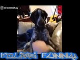 BEST FUNNY ANIMALS COMPILATION 2015 -TOP 100 of short tricks with animals-.