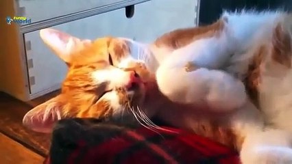 Cute Animal Videos Compilation 2015 - Best cat Videos 720p - HD (3)