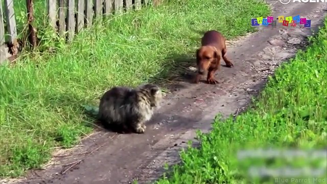 Смешное видео про собак и кошек. Разборка авто по собачьи.