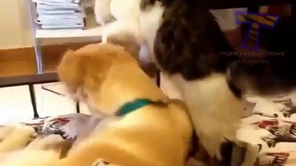 Cute animals waking each other up - Funny animal compilation (6)