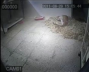 New videos in Funny Animal Videos - Funny Pet Videos, Funny Cat Videos, Cu