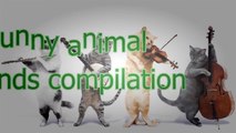 Animals making funny sounds and noises - Funny animal compilation