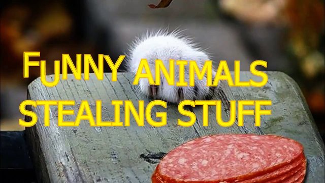 Funny animals stealing stuff Cute animal compilation funny pets funny pets videos