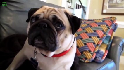 Funny Guilty Dogs Compilation 2013