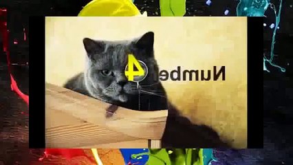 Funny Videos Funny Cat Videos Funny Animals Compilation 2015 Funny Vines Funny Pictures 1