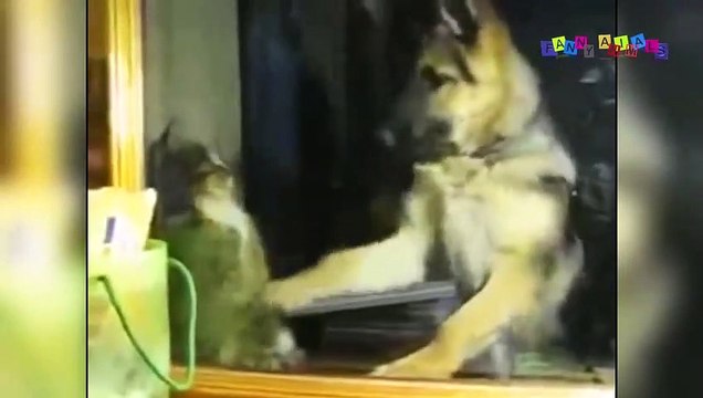 Смешное видео про собак и кошек.#1