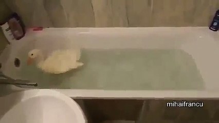 I Are Cute Duckling AWW Funny Baby Duck Animal