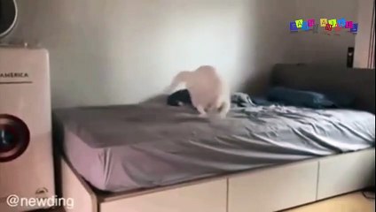 Просто приколы с котанами. Спрятался.