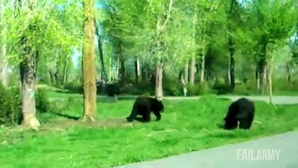 Funniest Animal Fails Compilation    FailArmy 1