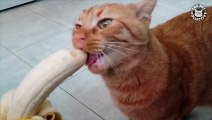 Pets Trying Their Best   Funny Pet Compilation (5)