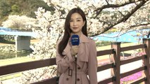 [날씨] 따뜻한 날씨에 벚꽃 만개...건조특보 확대·강화 / YTN