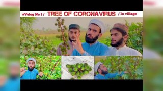 Tree of Coronavirus in our Village full funny video by umar