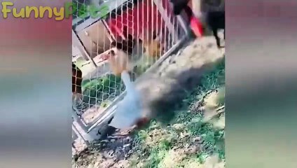 best funniest animal videos 2023  funniest cats and dogs