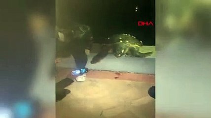 Sahilde sürpriz misafir! Fotoğraf çektirip denize bıraktılar