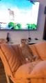 Amazing cats videos | funnyst kittens | trending animals video