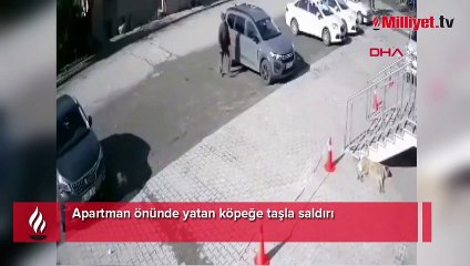 Apartman önünde yatan köpeğe taşla saldırı!