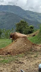 Bulldog and Cow Play Together