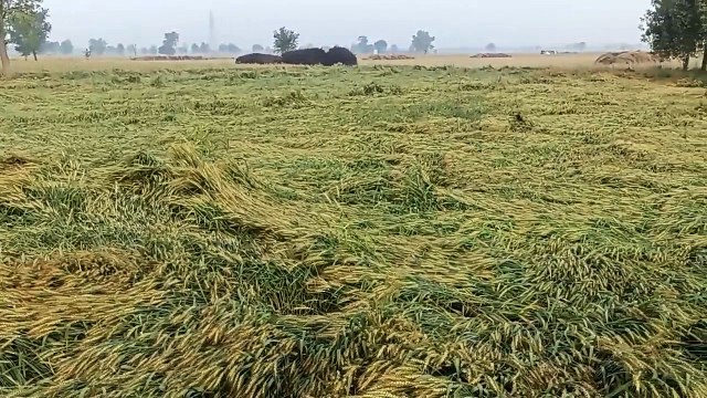 Up to 80 percent damage to crops due to hailstorm in Hanumangarh, demand for compensation