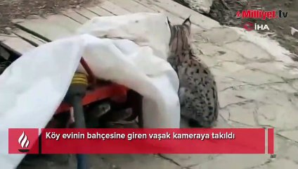 Köy evinin bahçesine giren vaşak kameraya takıldı