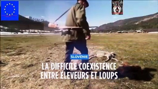 Slovénie la difficile coexistence entre éleveurs et loups Eu