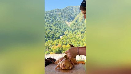 Relaxing ASMR Video! The Hermit Family Cooked Duck Stuffed with Apples!