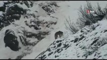 Tunceli'de boz ayıların kar keyfi kameralara yansıdı