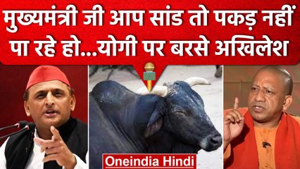 Akhilesh Yadav का CM Yogi पर करारा वार, जानें क्यों कहा-  पहले पकड़ो सांड | वनइंडिया हिंदी